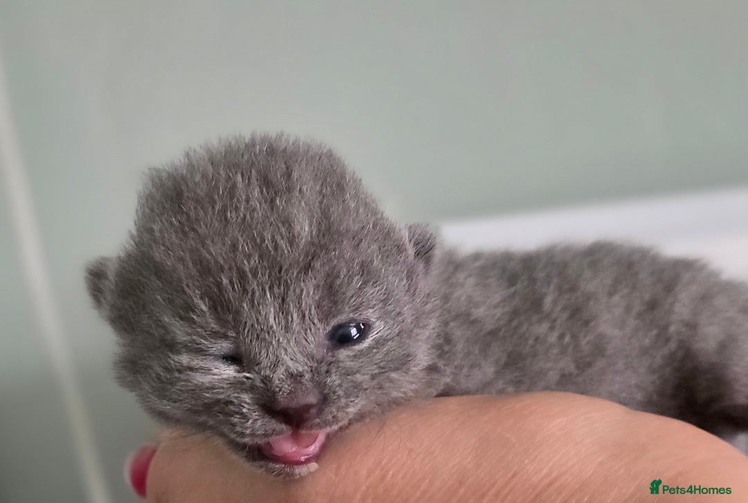 British Shorthair cats for sale: Excellent Quality BSH kittens for Reservation - Image 12