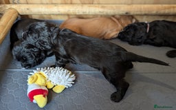 Cocker Spaniel dogs for sale: Beautiful Cocker Spaniel Puppies  - Image 10