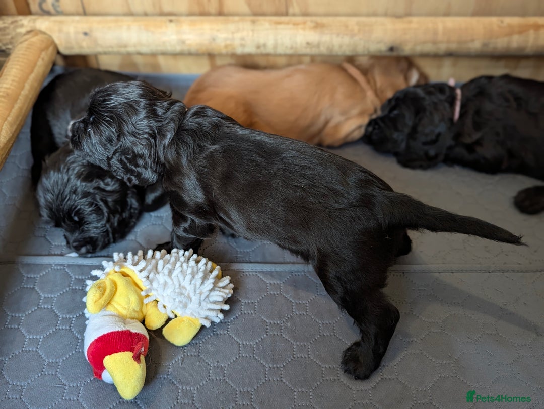 Cocker Spaniel dogs for sale: Beautiful Cocker Spaniel Puppies  - Image 10