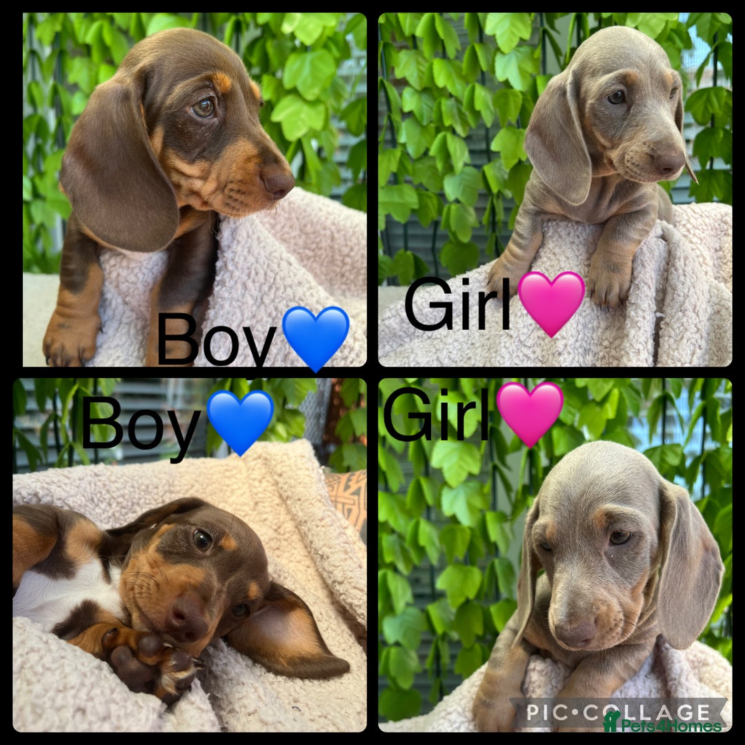 Dachshund dogs for sale: Miniature Dachshund Puppies  in Hull - Image 1