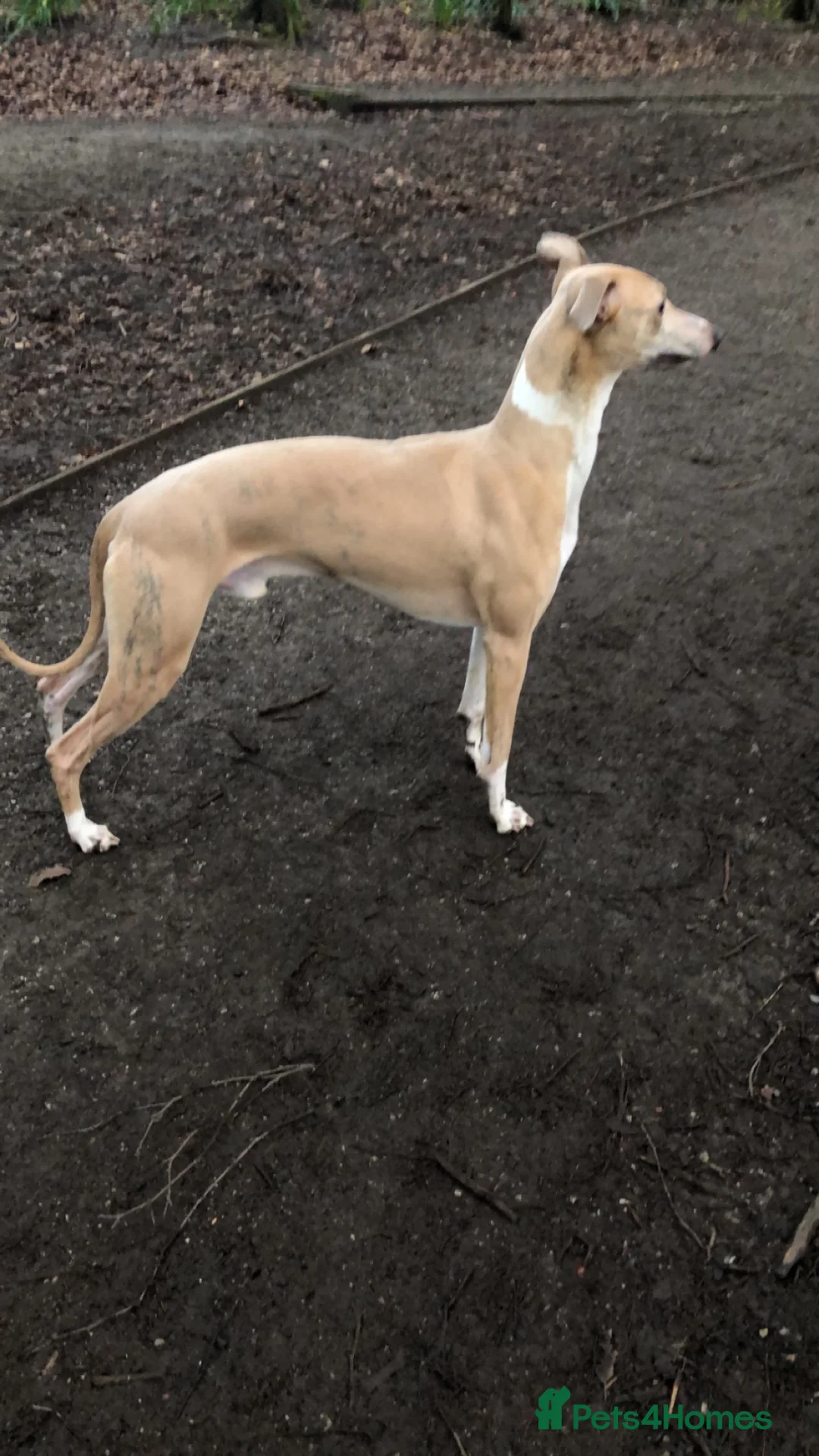 Whippet dogs for stud: 4 year old Male  in Altrincham - Advert 5
