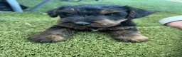 Jack Russell dogs for sale: JackRussel  - Advert 2
