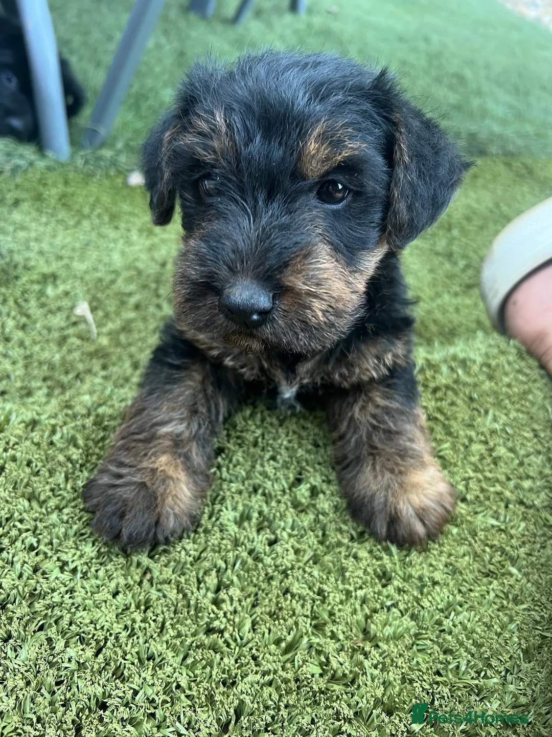 Jack Russell dogs for sale: JackRussel  - Advert 2