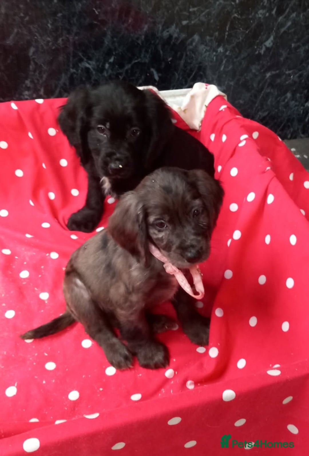 Cocker Spaniel dogs for sale: Beautiful cocker spaniel pups for sale - Image 2