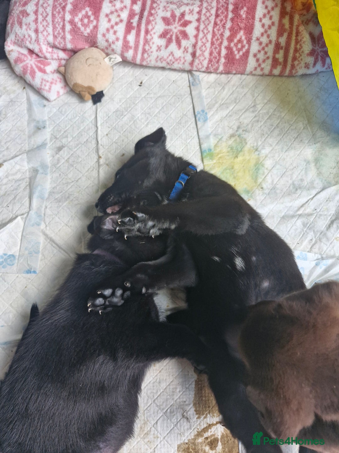 Mixed Breed dogs for sale: Dalmatian shepherd  - Image 25
