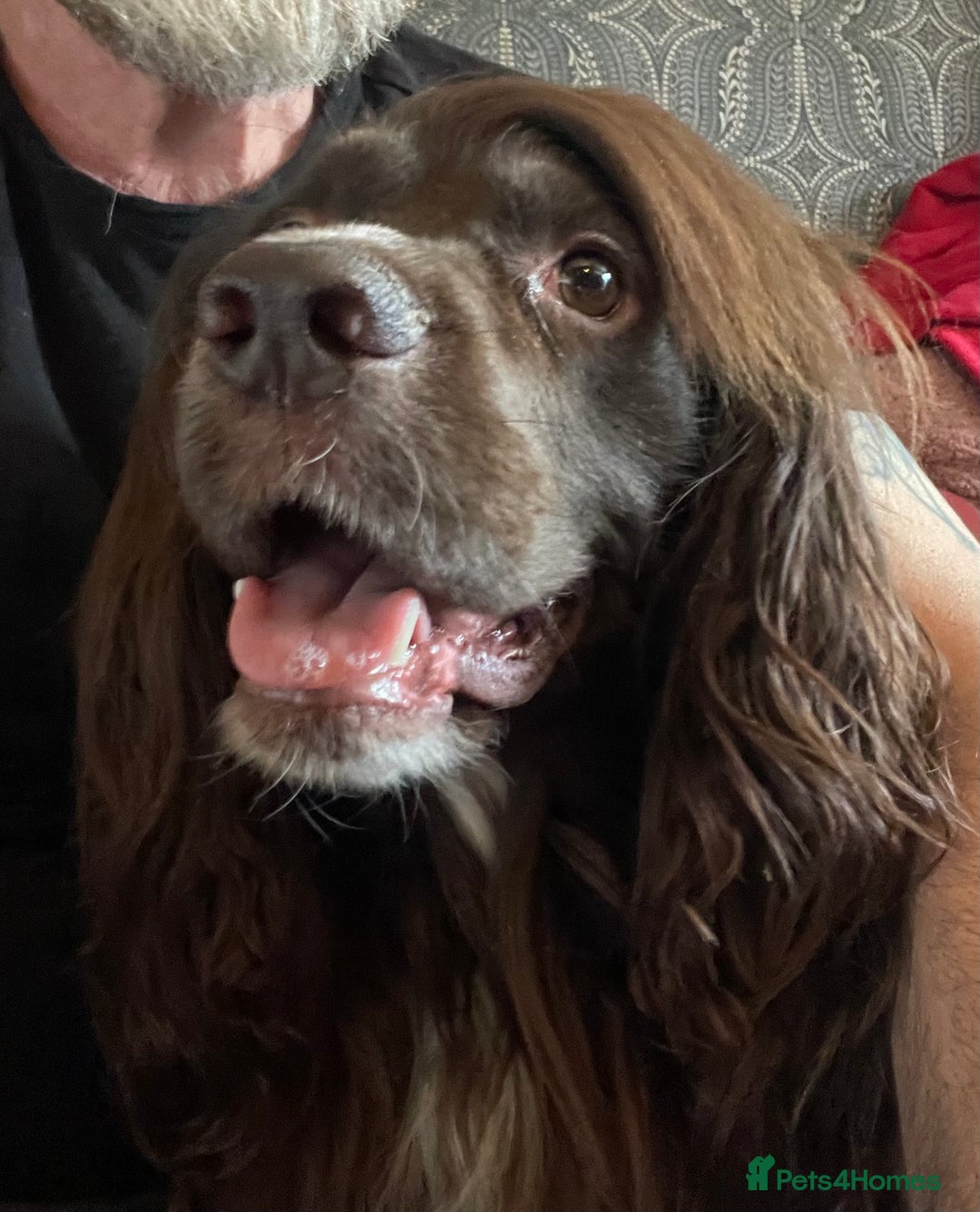 Sprocker dogs for stud: Dexter Sprocker - Image 17