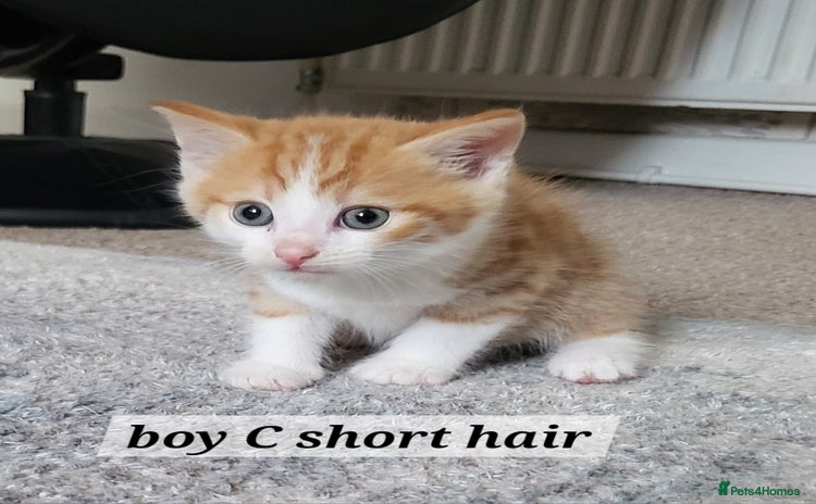Mixed Breed cats - Advert 4