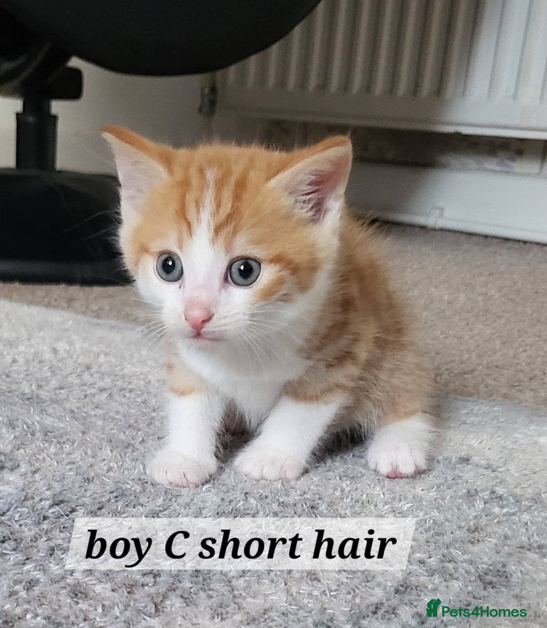 Mixed Breed cats for sale: 2 ginger male kittens, 1 female tabby - Image 1