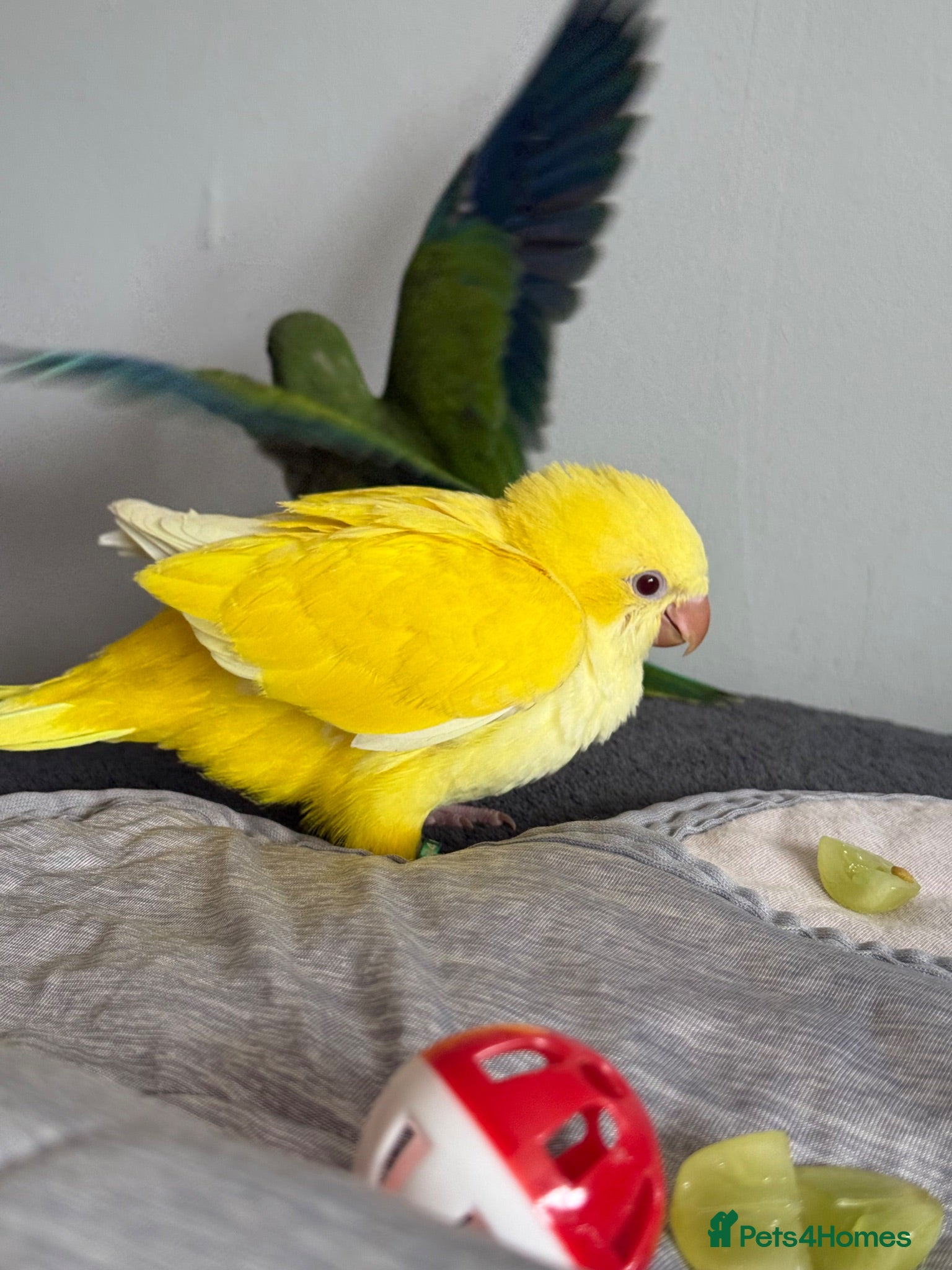 Parrots birds Baby Quakers Hand Reared & Well Socialised  - Advert 6