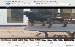 Rottweiler dogs for sale: Kc reg full German champion rottweiler puppies   - Image 36