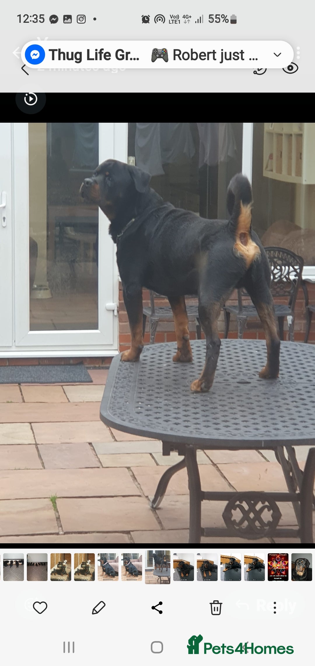 Rottweiler dogs for sale: Kc reg full German champion rottweiler puppies   - Image 36