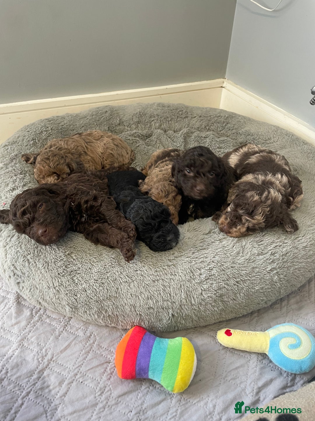 Cockapoo dogs for sale: Cockapoo puppies  - Image 8