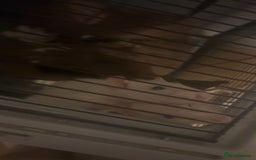 Rat rodents for sale: 2 rats looking for new home  - Image 8