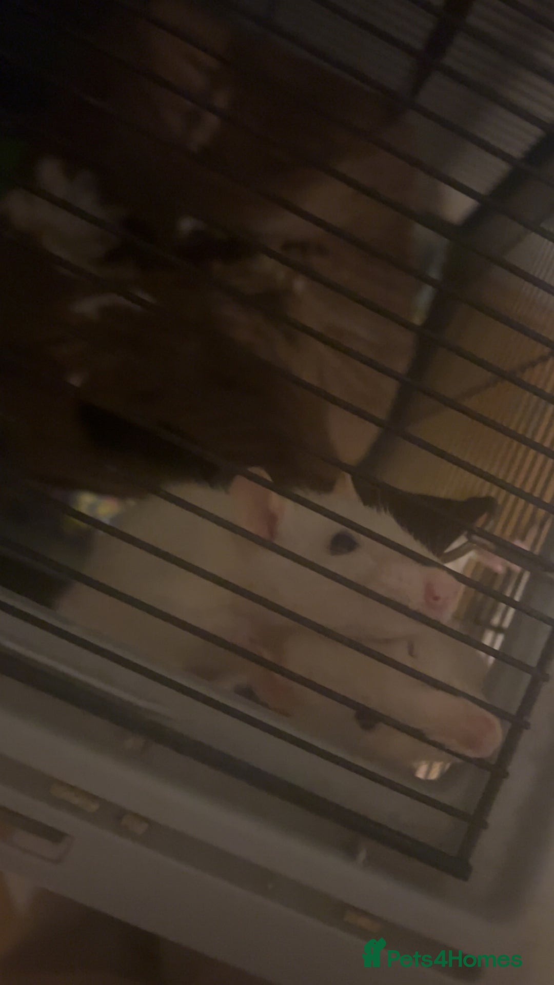 Rat rodents for sale: 2 rats looking for new home  - Image 8