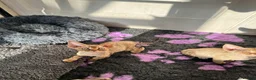 Devon Rex cats for sale: 2026 Devon Rex litters  - Advert 17