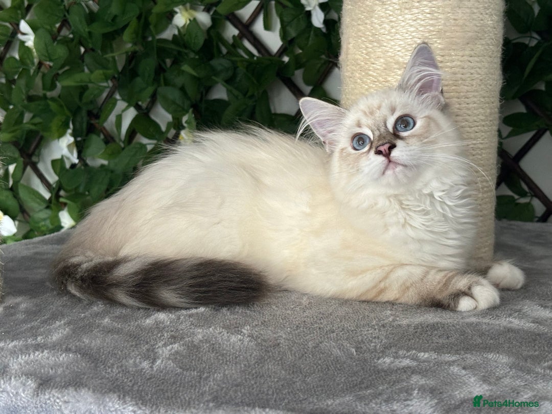 Ragdoll cats for sale: Attention please🥳TICA & Rare - Image 40