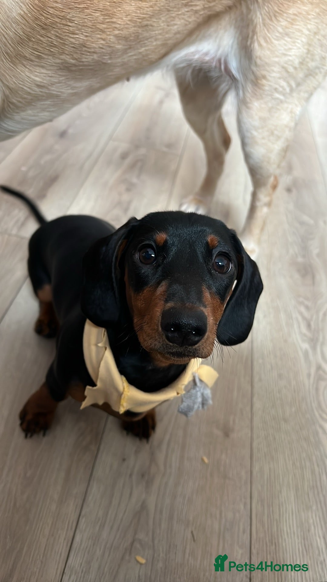 Dachshund dogs Lovely Dachshund for rehome - Advert 7