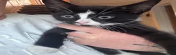 Mixed Breed cats for sale: Beautiful kittens ready now  - Advert 4