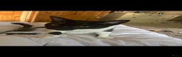 British Shorthair cats for sale: Lovely caring cat - Advert 7