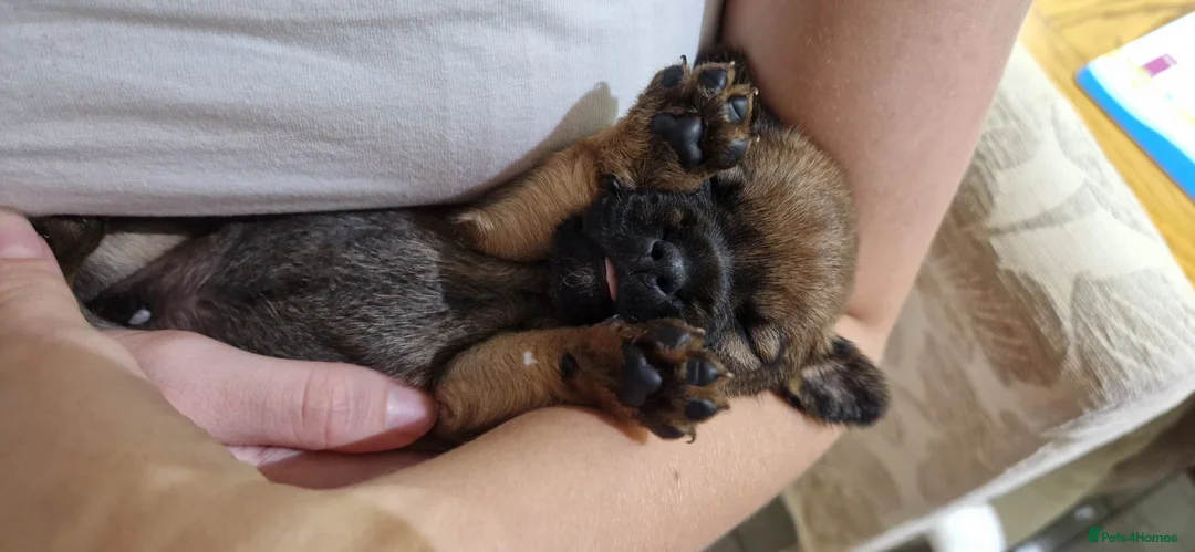 Mixed Breed dogs for sale: Border Terrier Cross Puppies - Advert 9