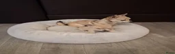 Chihuahua dogs for sale: Cream chihuahua girl  - Advert 5