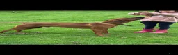 Rhodesian Ridgeback dogs for sale: Beautiful Rhodesian Ridgeback puppies-Family pet - Advert 17