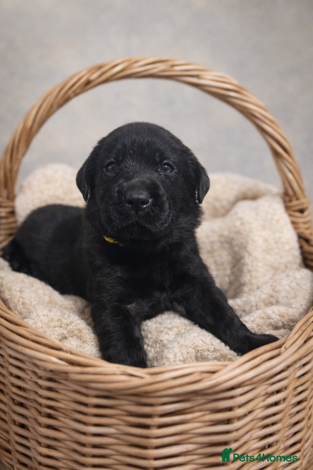 Labrador Retriever dogs for sale: YELLOW/BLACK Exceptional Labrador retriever boys - Advert 7