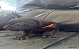 Patterdale Terrier dogs for sale: Stunning Patterdale pups  - Image 2