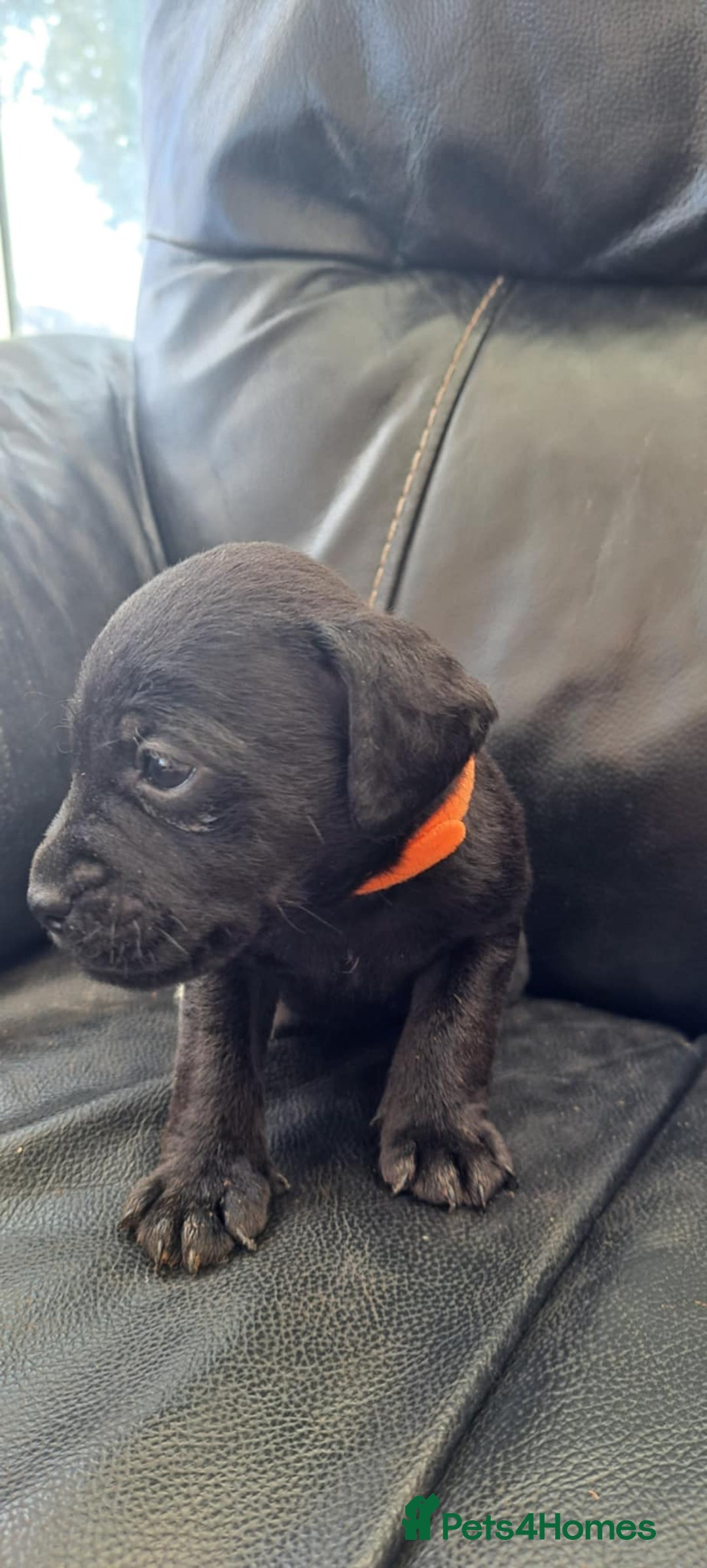 Patterdale Terrier dogs for sale: Stunning Patterdale pups  - Image 2