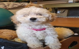 Maltipoo dogs for sale: Gorgeous apricot shade teddy bear MALTIPOO puppies - Image 5