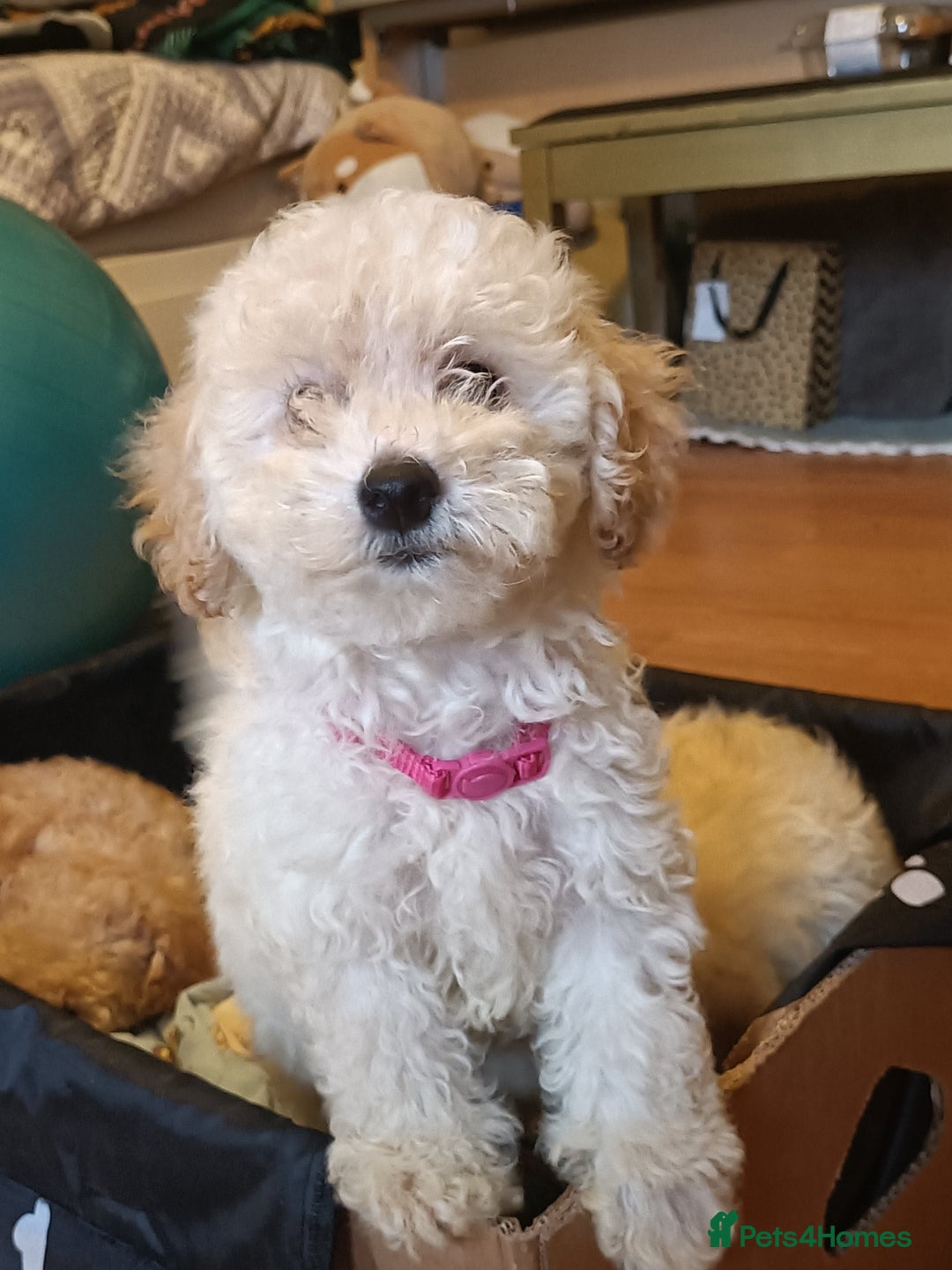 Maltipoo dogs for sale: Gorgeous apricot shade teddy bear MALTIPOO puppies - Image 5