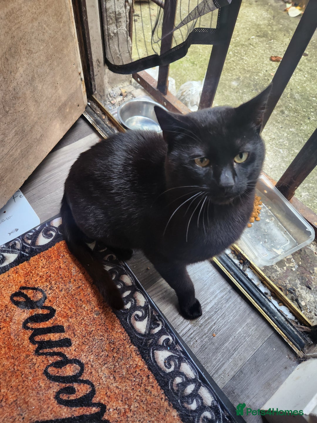 Mixed Breed cats for sale: Beautiful black cat  - Image 3