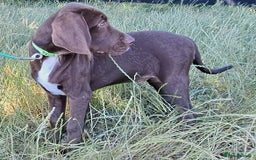 Mixed Breed dogs for sale: Weimaraner/Springer Spaniel boys for sale - Image 6