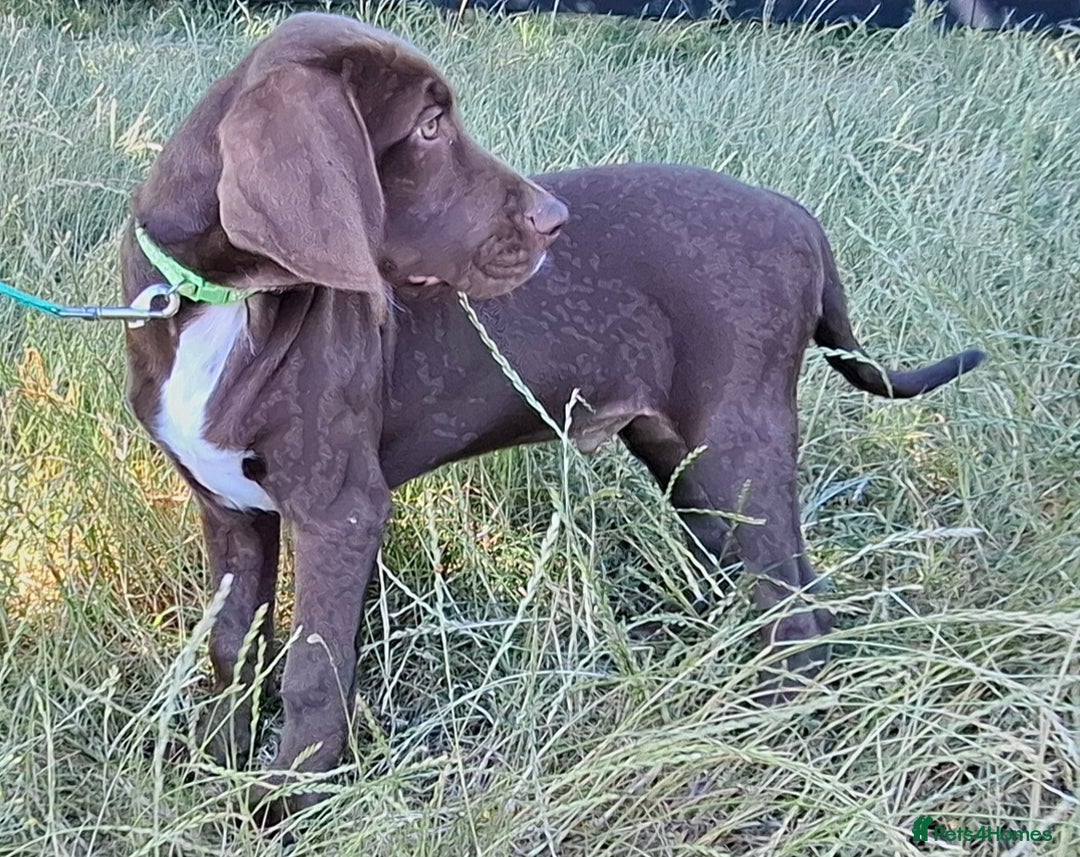 Mixed Breed dogs for sale: Weimaraner/Springer Spaniel boys for sale - Image 6