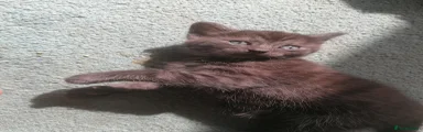 Domestic Shorthair Kitten 1