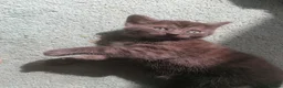 Domestic Shorthair cats for sale: 3 adorable kittens for sale  - Advert 28
