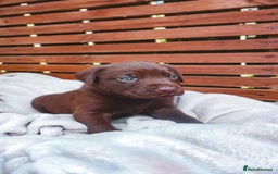 Labrador Retriever dogs for sale: KC Registered Black and Chocolate Labradors - Image 4