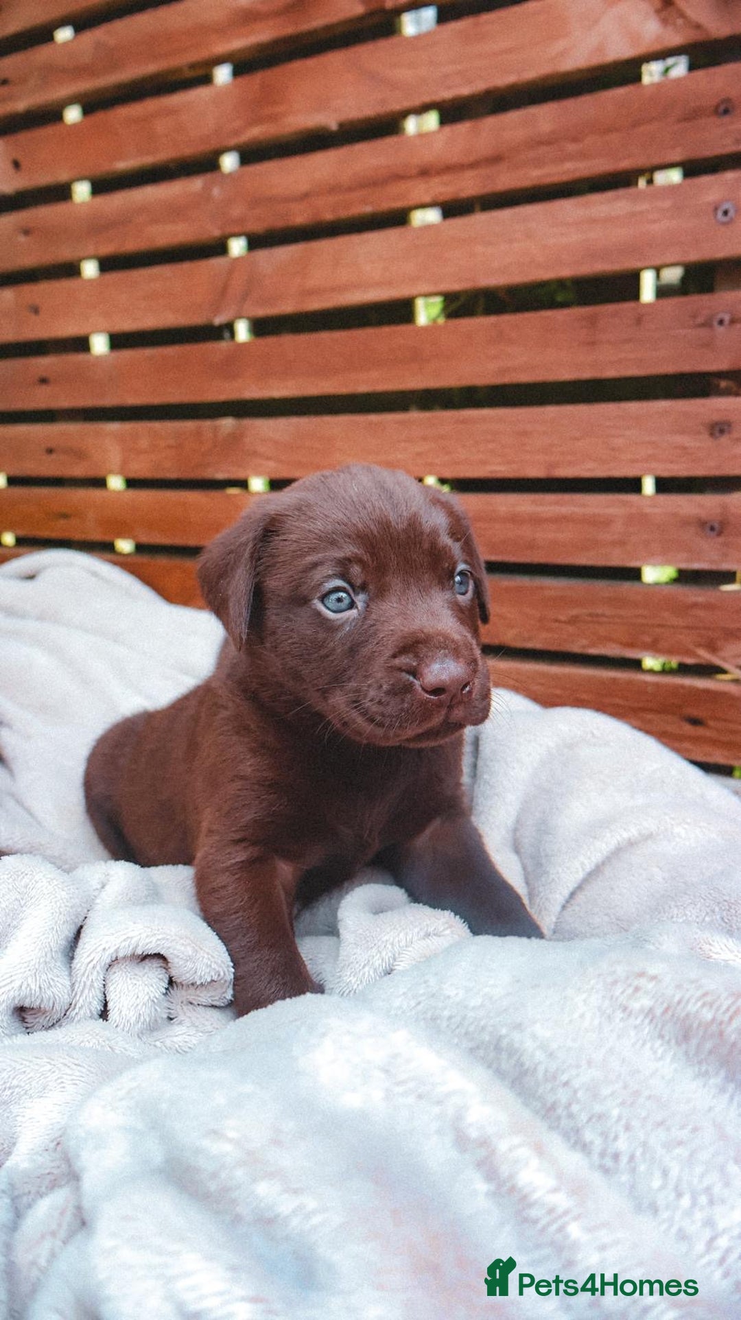 Labrador Retriever dogs for sale: KC Registered Black and Chocolate Labradors - Image 4