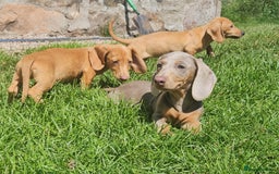 Miniature Dachshund dogs for sale: Miniture dachshund puppys  in Turriff - Image 5
