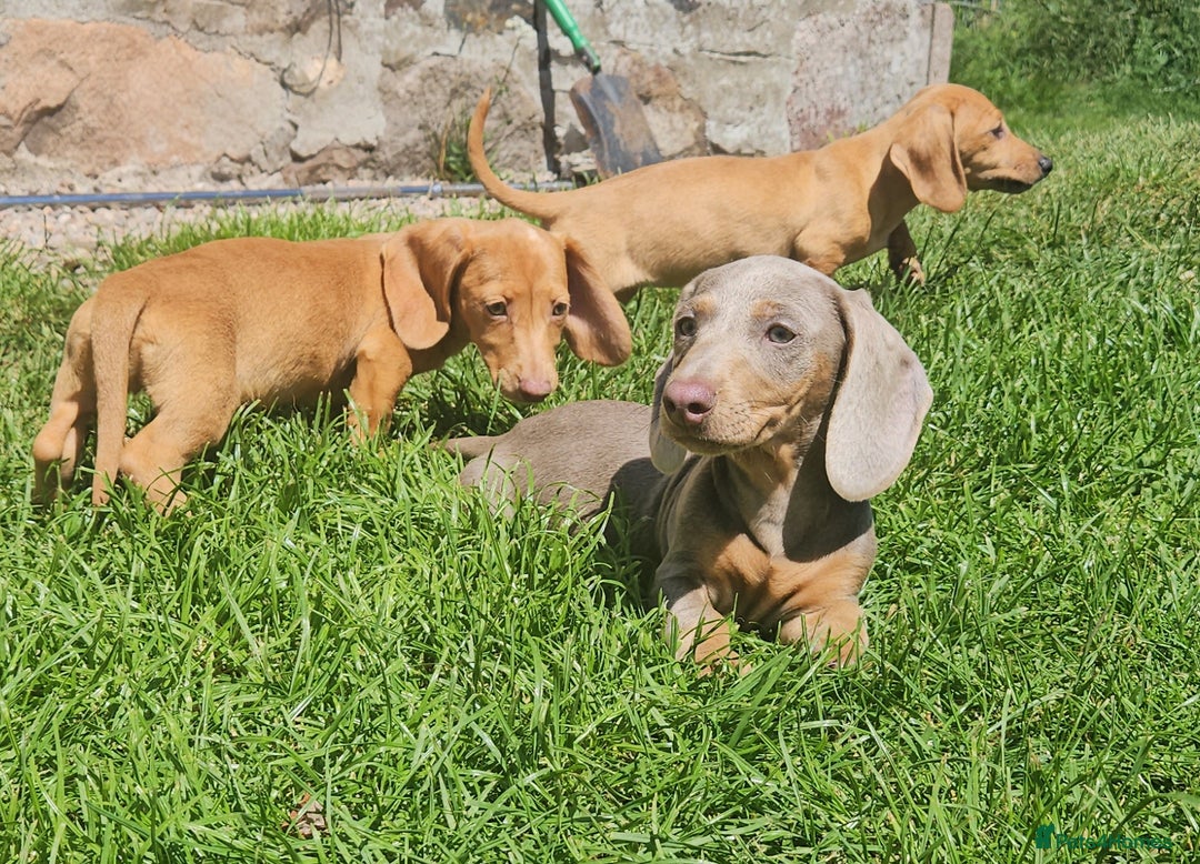 Miniature Dachshund dogs for sale: Miniture dachshund puppys  in Turriff - Image 5