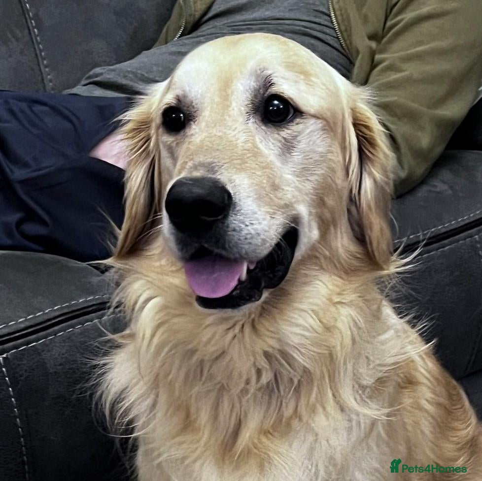 Golden Retriever dogs Golden Retriever, male, 4 years old - Advert 7