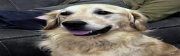 Golden Retriever dogs for sale: Golden Retriever, male, 4 years old - Advert 1