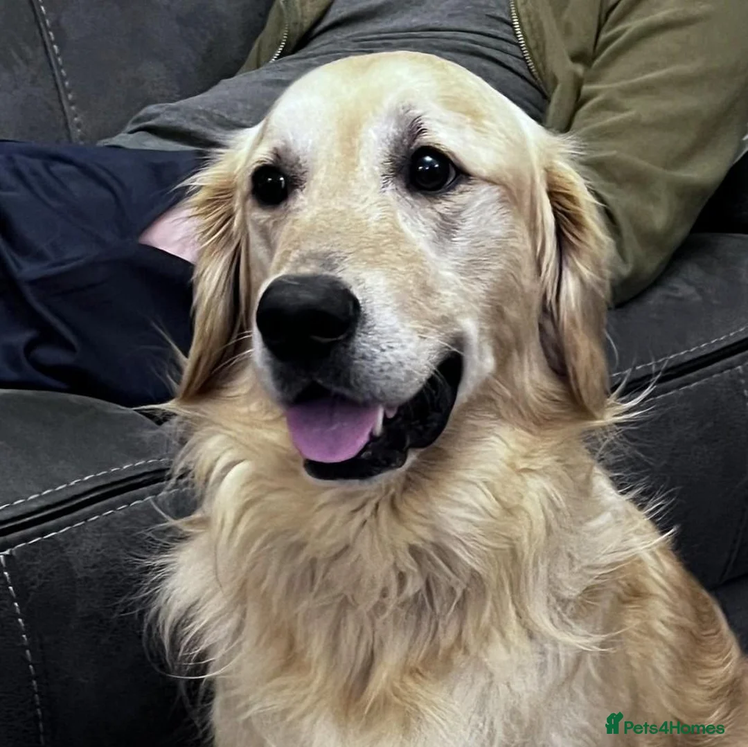 Golden Retriever dogs for sale: Golden Retriever, male, 4 years old - Advert 1