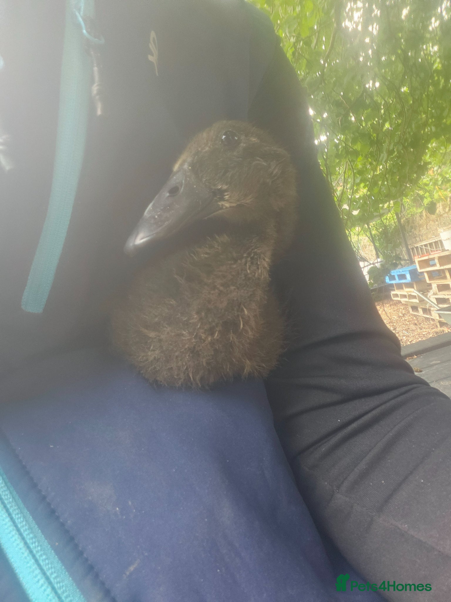 Ducks poultry for sale: Indian runner duck females in Abingdon - Advert 4