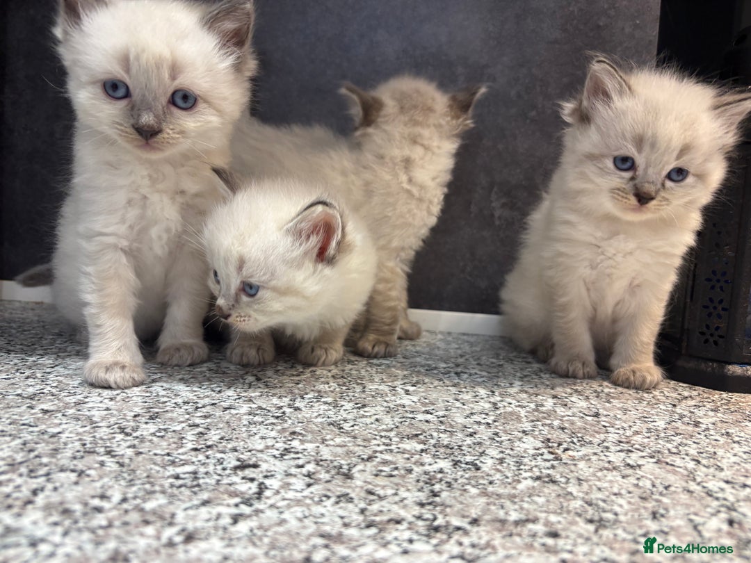 Ragdoll cats for sale: Ragdoll kittens  - Image 6