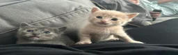 British Shorthair cats for sale: Stunning British short hair kittens - Advert 7