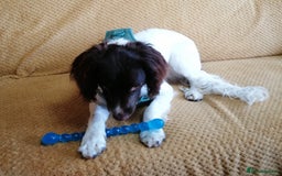 English Springer Spaniel dogs for adoption: 💙🐶 ARLO 🐶💙 - Image 8