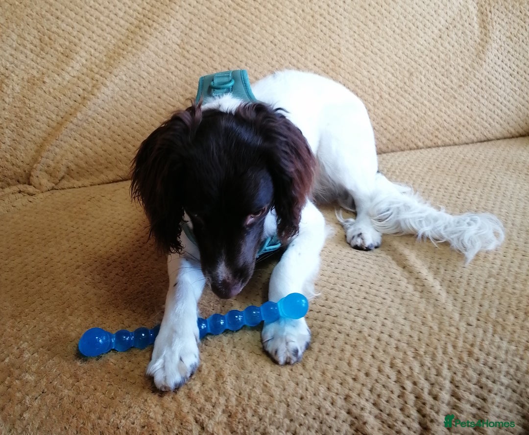 English Springer Spaniel dogs for adoption: 💙🐶 ARLO 🐶💙 - Image 8