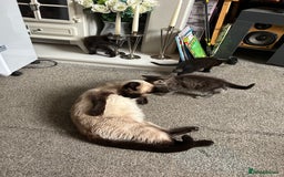 British Longhair cats for sale: Beautiful Black and grey kittens - Image 2