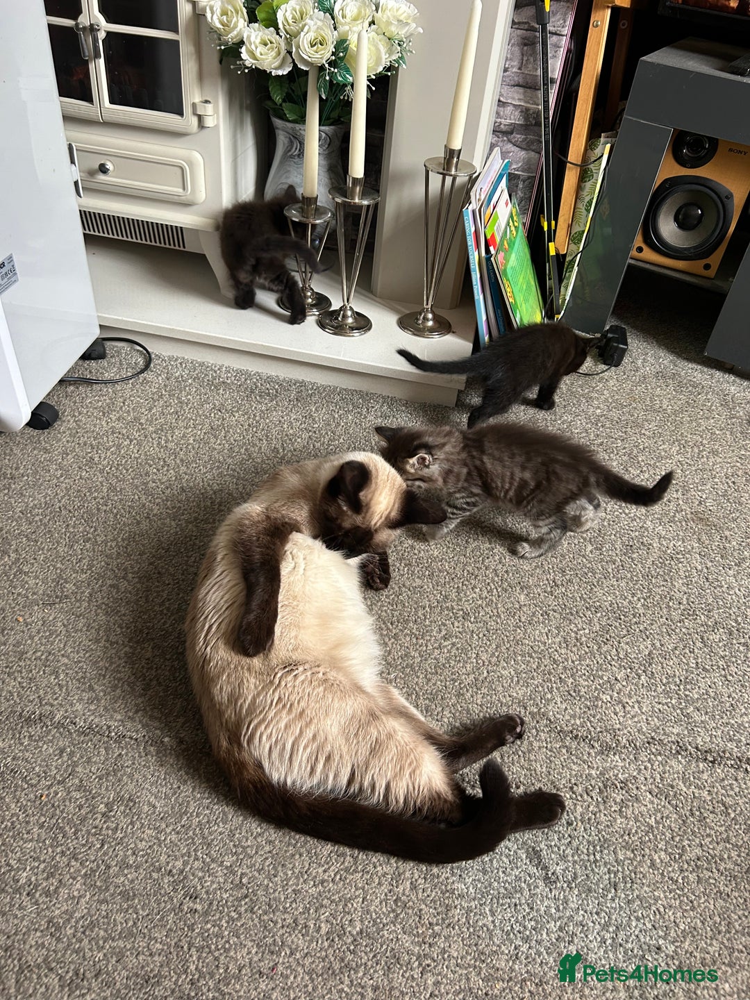 British Longhair cats for sale: Beautiful Black and grey kittens - Image 2